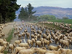 South Island, New Zealand